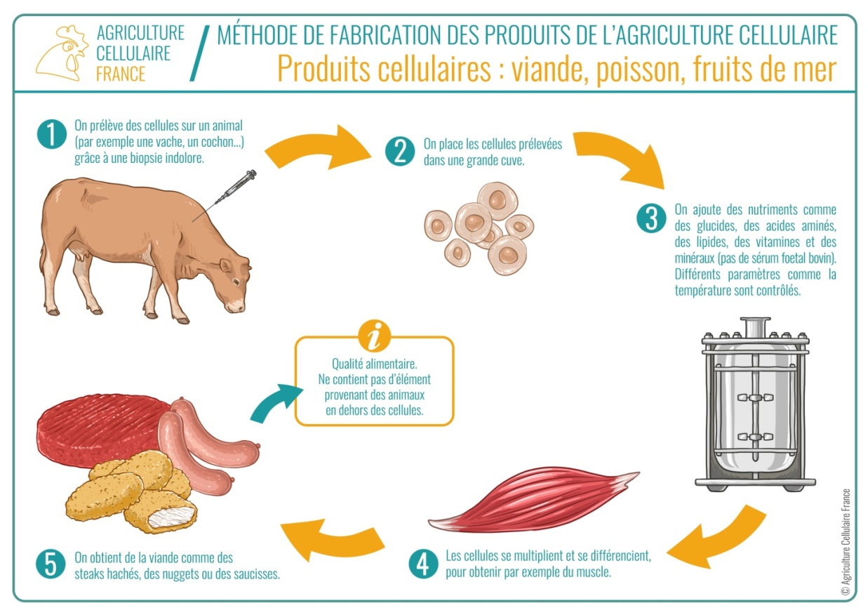 Vaccination ARN dans l’élevage : Des inquiétudes sur la sécurité alimentaire
